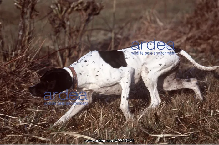 : English Pointer dog - pointing : English Pointer dog - pointing