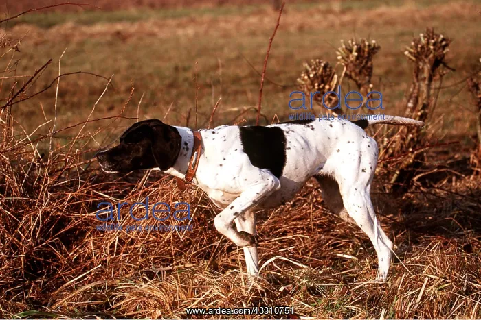 : English pointer - pointing : English pointer - pointing