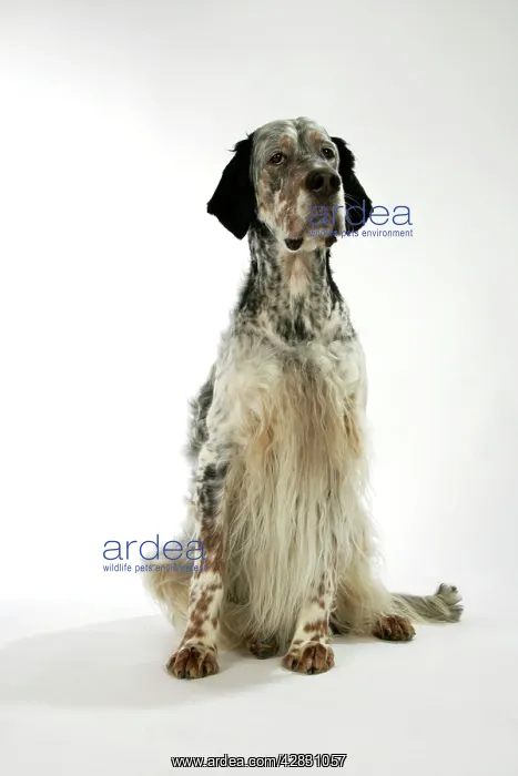 : English Setter : English Setter