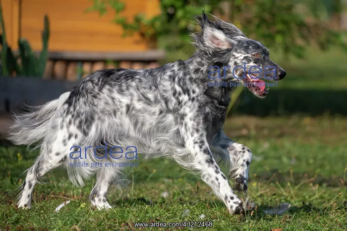 : English Setter, companion dog, running in a garden : English Setter, companion dog, running in a garden