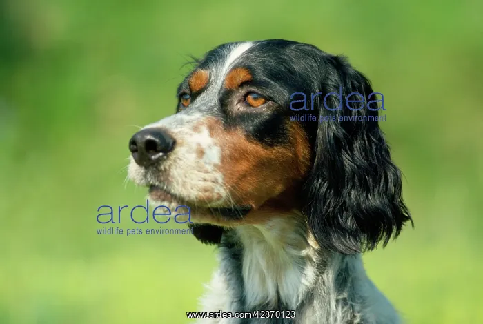  : ENGLISH SETTER DOG
