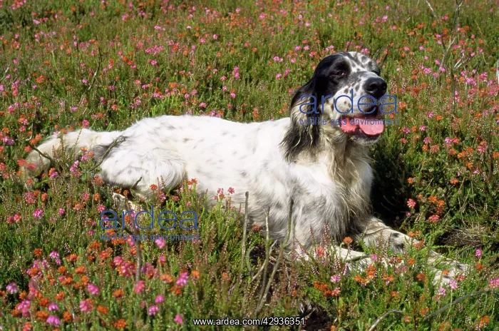  : English Setter Dog