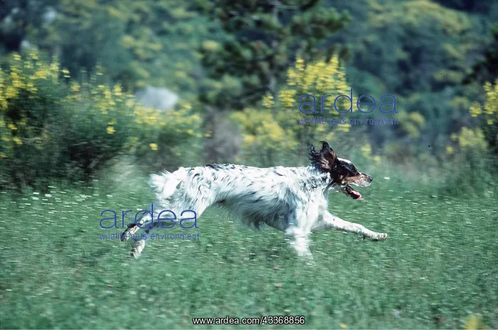 : ENGLISH SETTER - DOG : ENGLISH SETTER - DOG