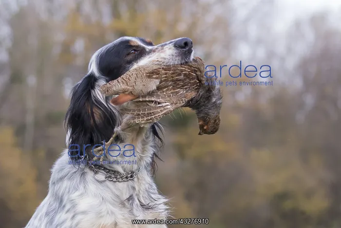 : English Setter dog breed with a pheasant (Phasianus : English Setter dog breed with a pheasant (Phasianus