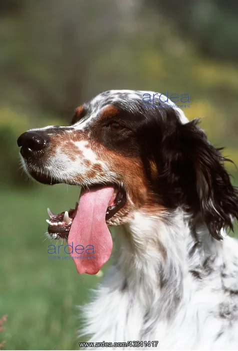 : ENGLISH SETTER DOG CLOSE UP PANTING : ENGLISH SETTER DOG CLOSE UP PANTING