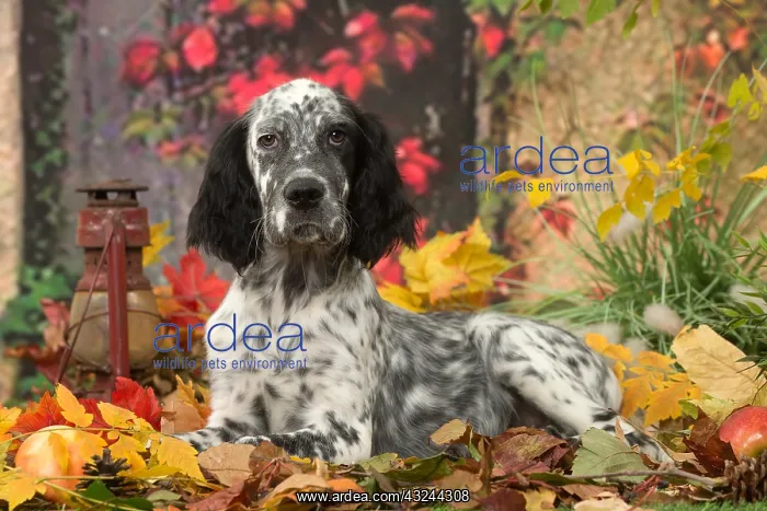  : English Setter dog outdoors in autumn