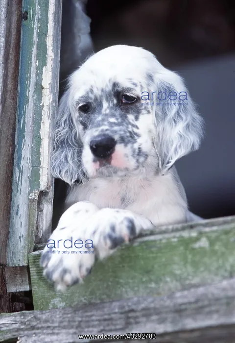 : ENGLISH SETTER DOG - puppy at window : ENGLISH SETTER DOG - puppy at window