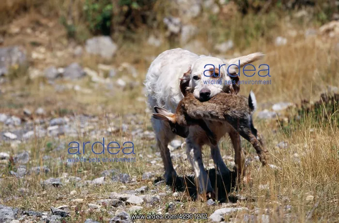  : English Setter Dog - with Rabbit in mouth