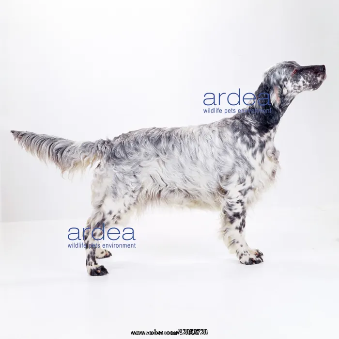 : English Setter DOG - side view, standing : English Setter DOG - side view, standing