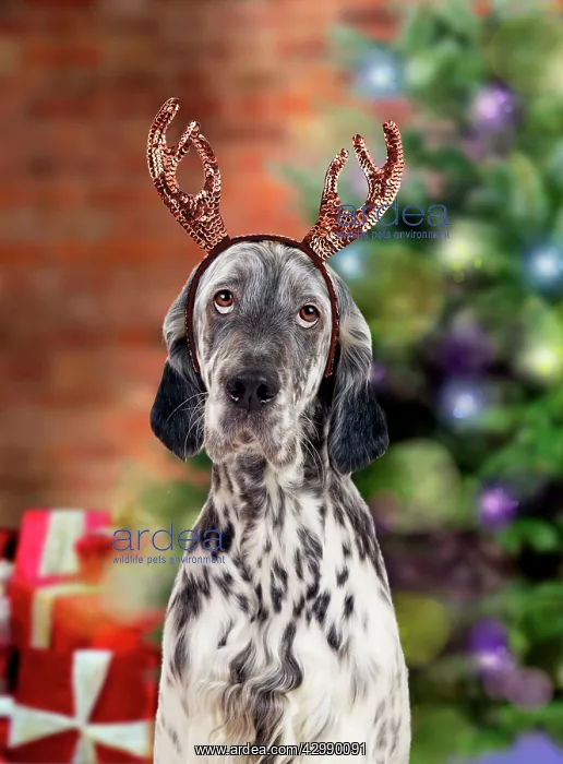 : English Setter Dog - wearing antlers in Christmas scene : English Setter Dog - wearing antlers in Christmas scene
