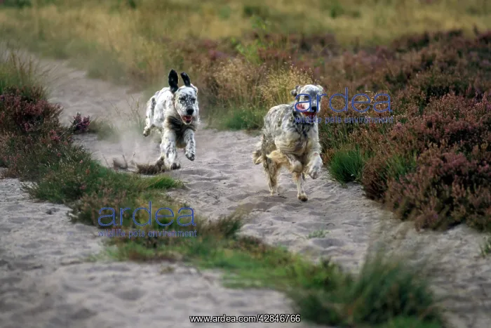 : English Setter Dogs - running : English Setter Dogs - running