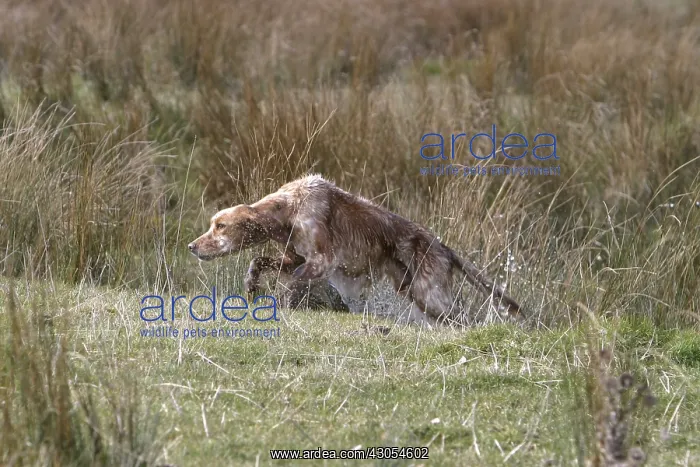 : English Setter galloping in a swamp France : English Setter galloping in a swamp France