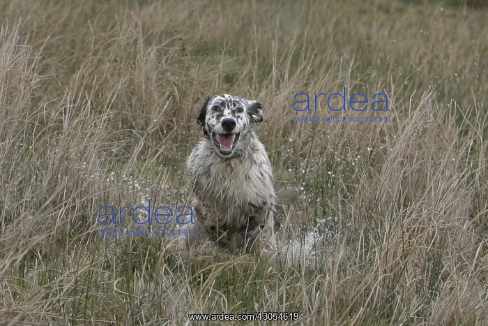 : English Setter galloping in a swamp France : English Setter galloping in a swamp France