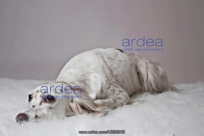 : English Setter laying its head on a white plush : English Setter laying its head on a white plush