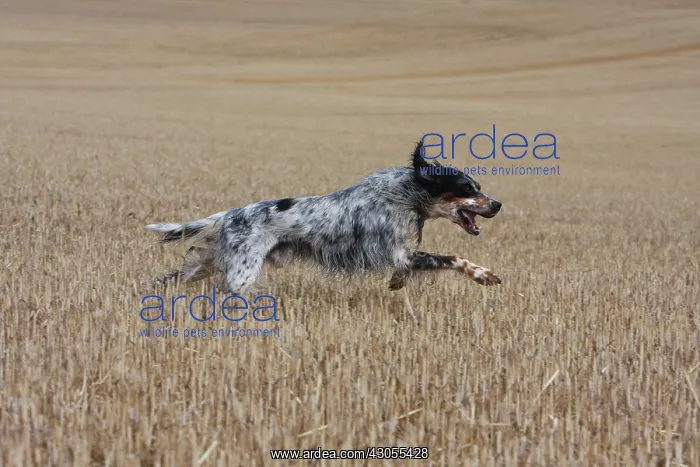 : English Setter running in a wheat stubble in France : English Setter running in a wheat stubble in France