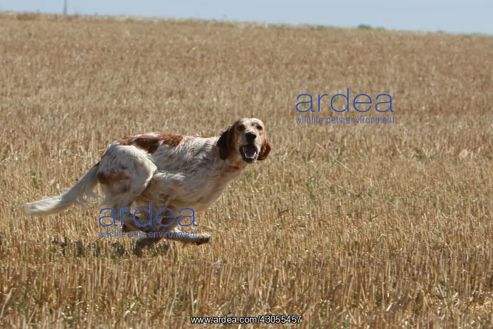 : English Setter running in a wheat stubble in France : English Setter running in a wheat stubble in France
