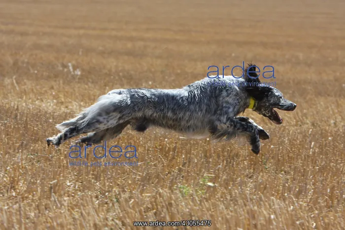 : English Setter running in a wheat stubble in France : English Setter running in a wheat stubble in France
