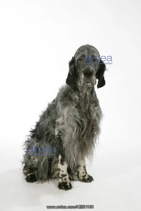 : English Setter - sitting : English Setter - sitting