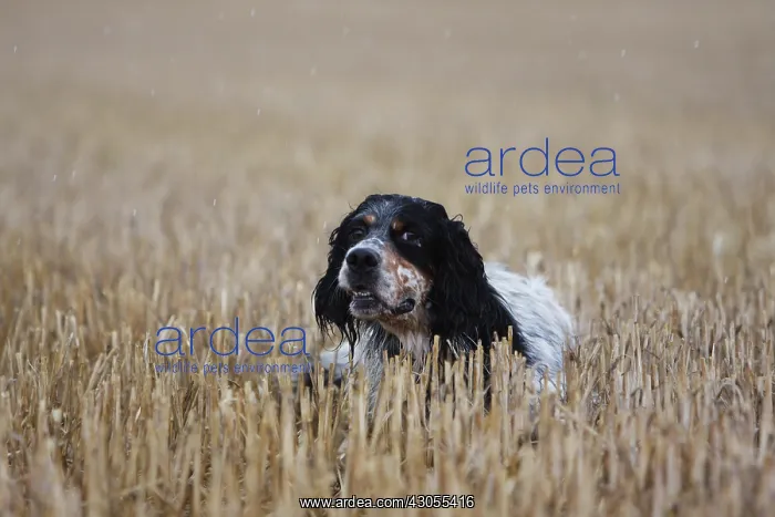 : English Setter to stop in a wheat stubble in France : English Setter to stop in a wheat stubble in France