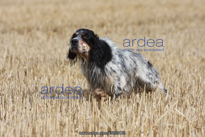 : English Setter to stop in a wheat stubble in France : English Setter to stop in a wheat stubble in France