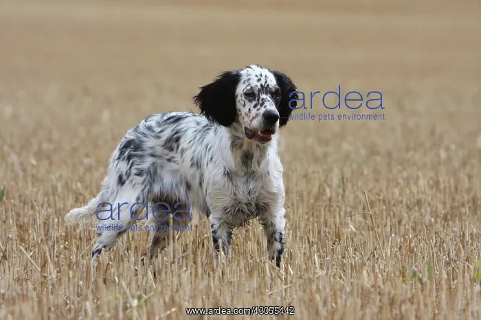: English Setter to stop in a wheat stubble in France : English Setter to stop in a wheat stubble in France