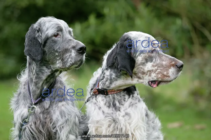 : English Setters sitting in garden : English Setters sitting in garden