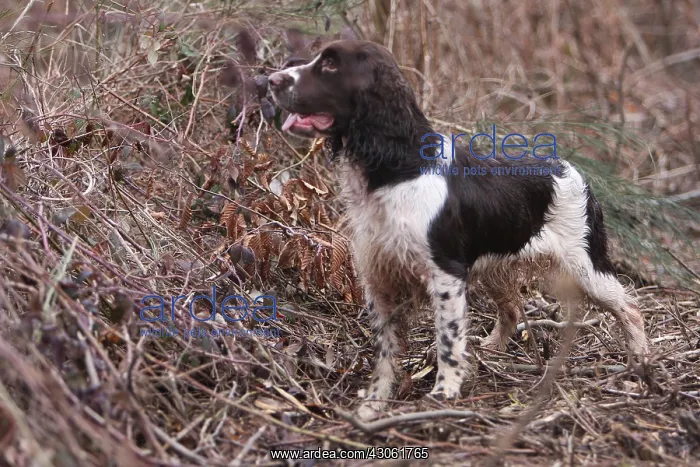 : English Springer in the bushes France : English Springer in the bushes France