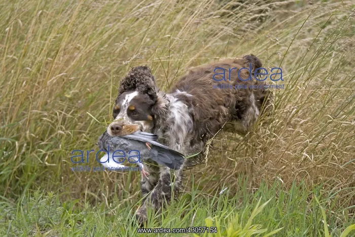 : English Springer report a hunting game France : English Springer report a hunting game France
