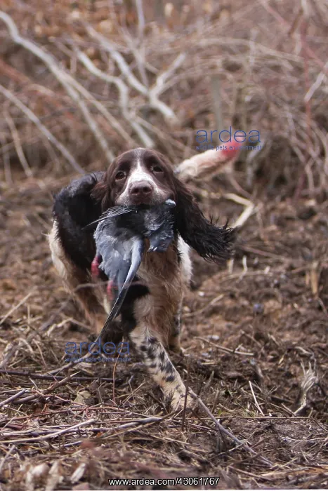 : English Springer reporting a pigeon France : English Springer reporting a pigeon France