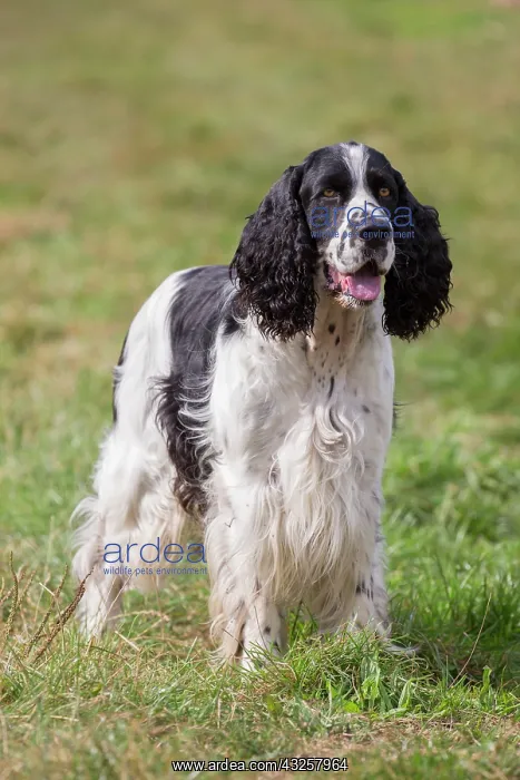 : English Springer Spaniel - adult dog standing : English Springer Spaniel - adult dog standing