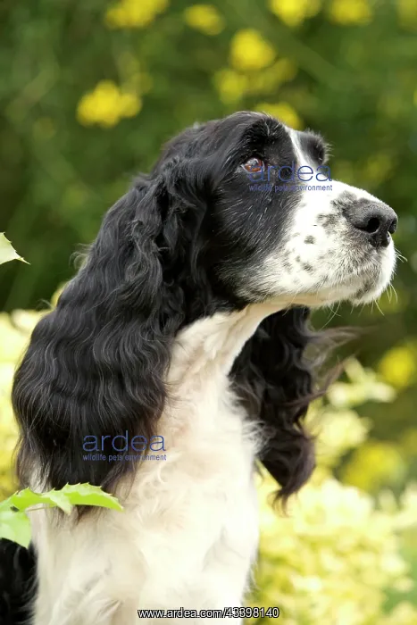  : English Springer Spaniel - close-up