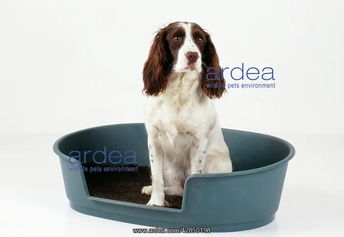 : English Springer Spaniel Dog : English Springer Spaniel Dog