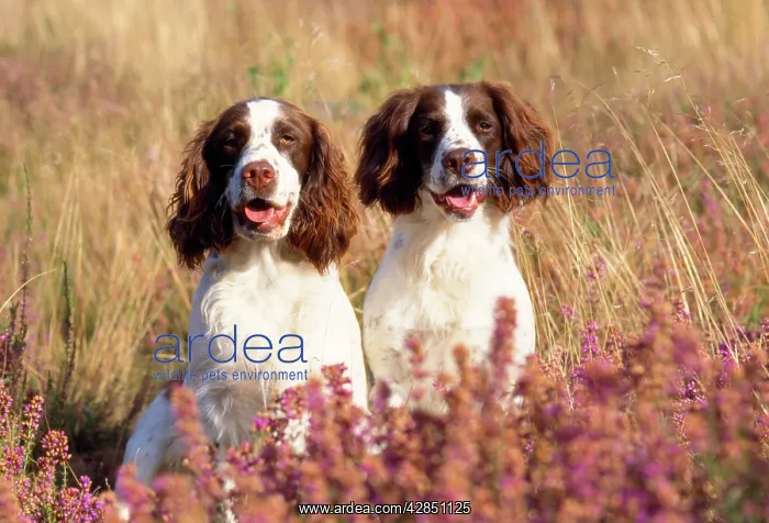  : English Springer Spaniel Dog