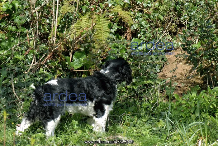 : English springer spaniel dog : English springer spaniel dog