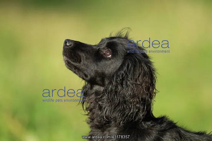 : English springer spaniel dog (Canis lupus familiaris) : English springer spaniel dog (Canis lupus familiaris)