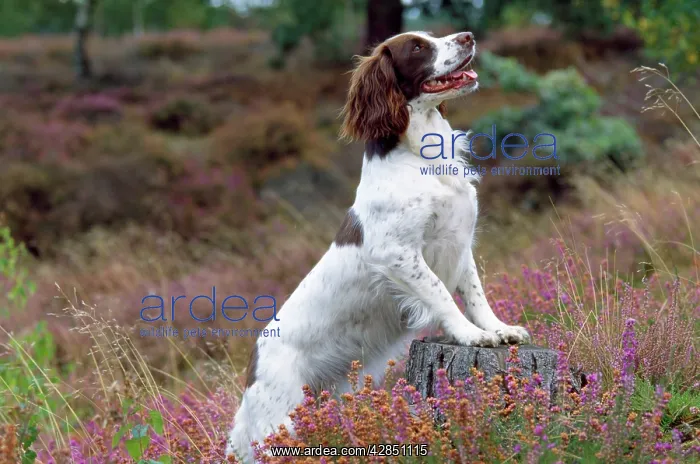 : English Springer Spaniel Dog - feet up on tree : English Springer Spaniel Dog - feet up on tree