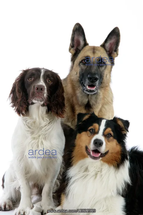 : English Springer Spaniel Dog / German Shepherd : English Springer Spaniel Dog / German Shepherd