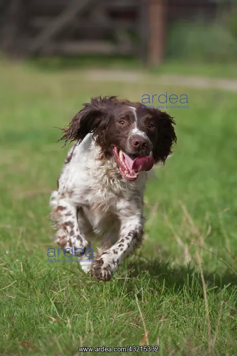 : English springer spaniel dog running across a meadow : English springer spaniel dog running across a meadow