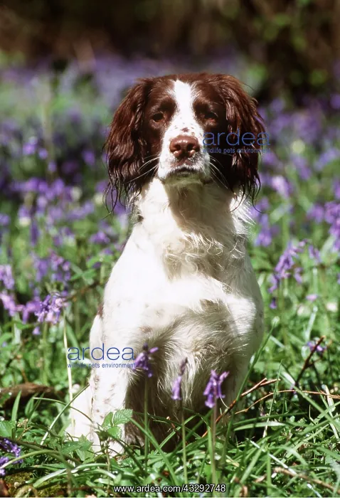 : English springer spaniel DOG - sitting in bluebells : English springer spaniel DOG - sitting in bluebells