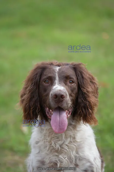 : English springer spaniel dog with its tongue out : English springer spaniel dog with its tongue out