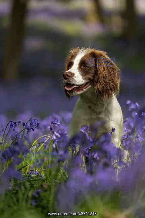 : English Springer Spaniel enjoying the bluebells : English Springer Spaniel enjoying the bluebells