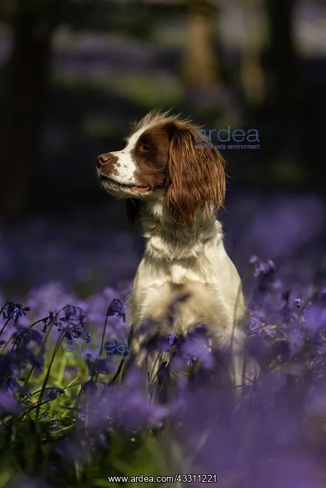 : English Springer Spaniel enjoying the bluebells : English Springer Spaniel enjoying the bluebells
