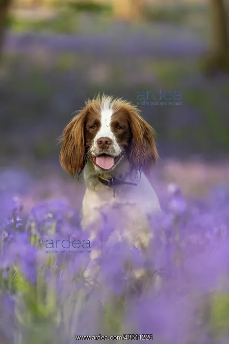 : English Springer Spaniel enjoying the bluebells : English Springer Spaniel enjoying the bluebells