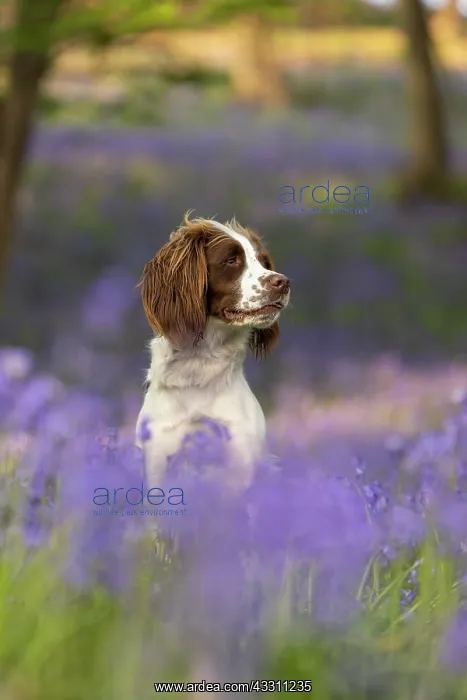 : English Springer Spaniel enjoying the bluebells : English Springer Spaniel enjoying the bluebells