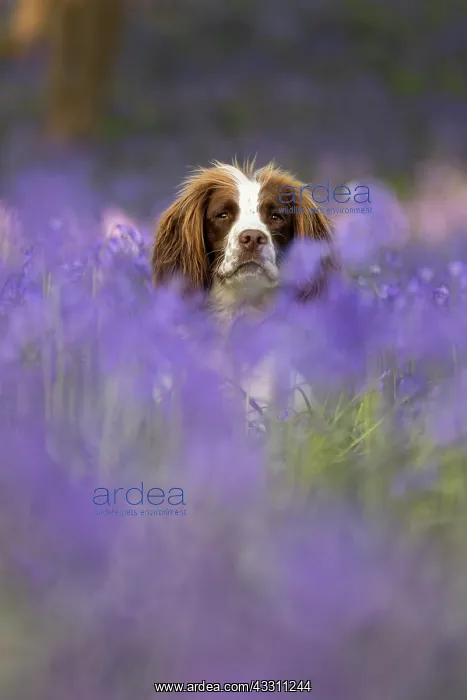 : English Springer Spaniel enjoying the bluebells : English Springer Spaniel enjoying the bluebells