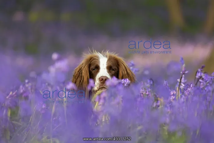 : English Springer Spaniel enjoying the bluebells : English Springer Spaniel enjoying the bluebells