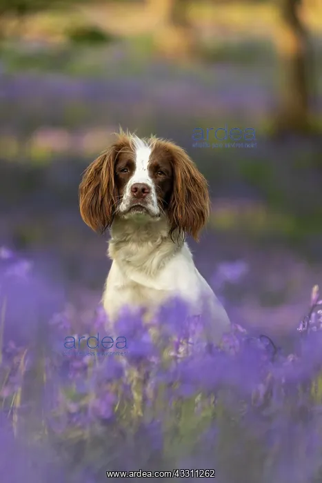 : English Springer Spaniel enjoying the bluebells : English Springer Spaniel enjoying the bluebells