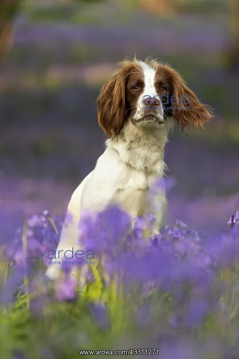 : English Springer Spaniel enjoying the bluebells : English Springer Spaniel enjoying the bluebells