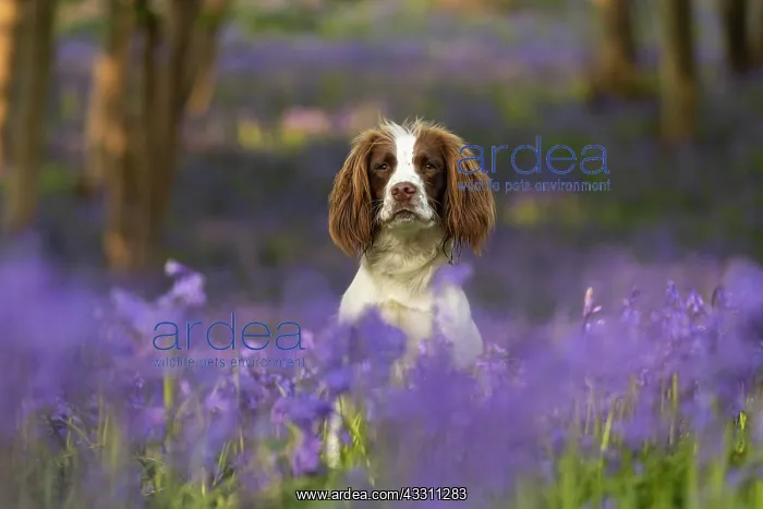: English Springer Spaniel enjoying the bluebells : English Springer Spaniel enjoying the bluebells