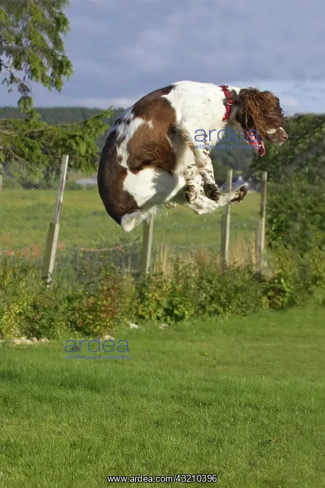 : English Springer Spaniel, jumping on lawn, England : English Springer Spaniel, jumping on lawn, England